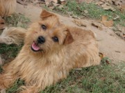 Nightingale Norfolk Terriers